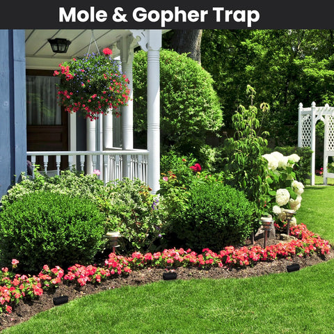 Qualirey Mole trap versatile for moles and small pests.