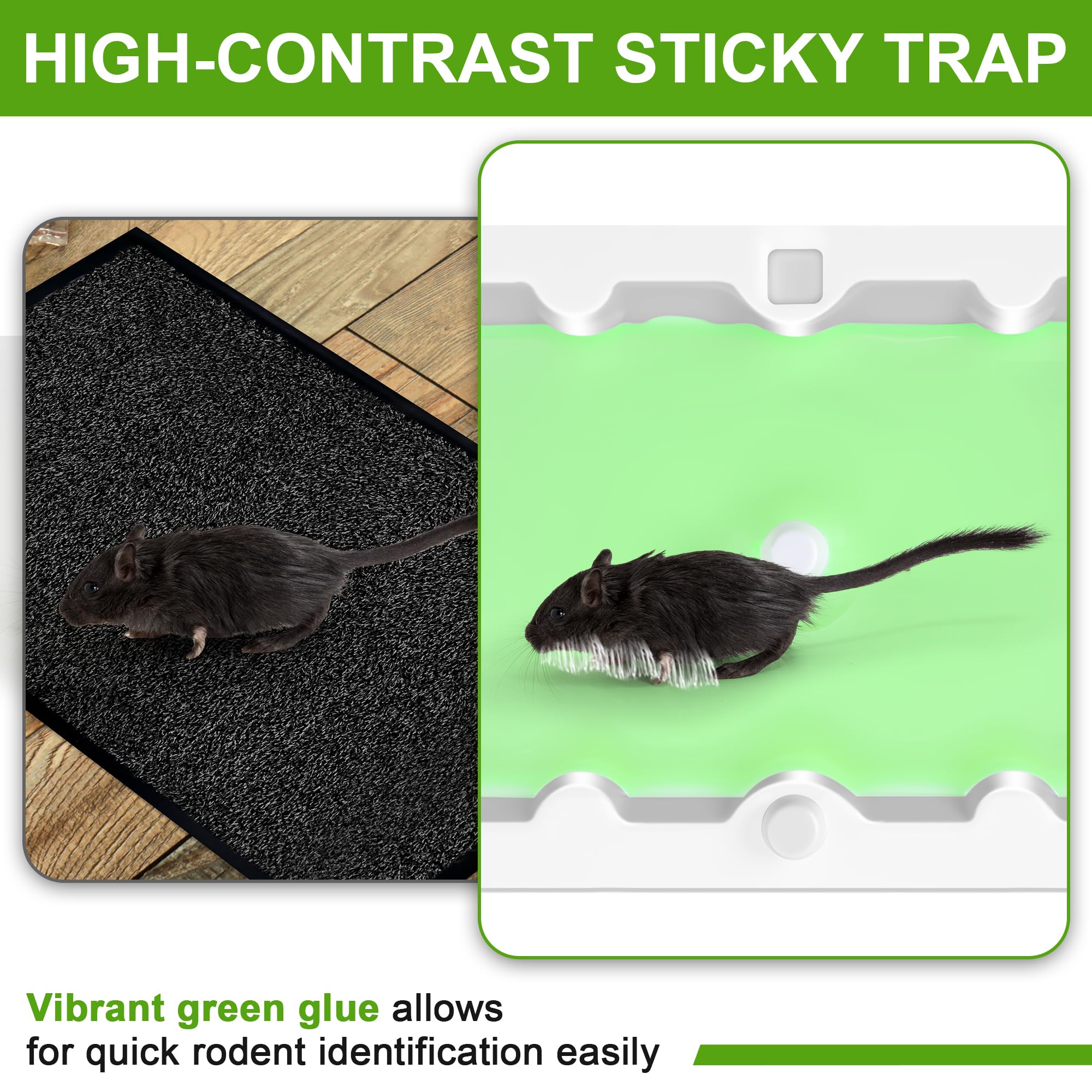 Qualirey glue traps placed along wall for effective monitoring.