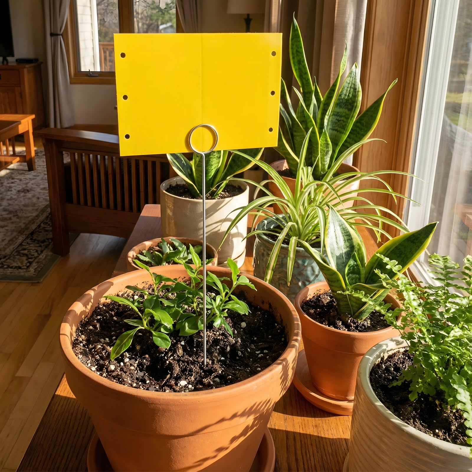 Qualirey 25-card kit provides reliable pest monitoring across multiple plants.