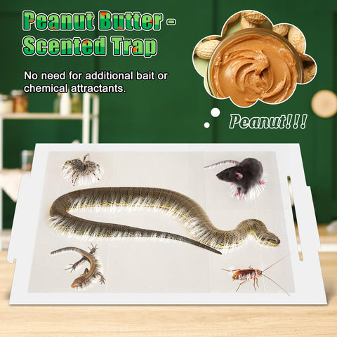 Qualirey non-toxic adhesive traps safely for homes with kids and pets.