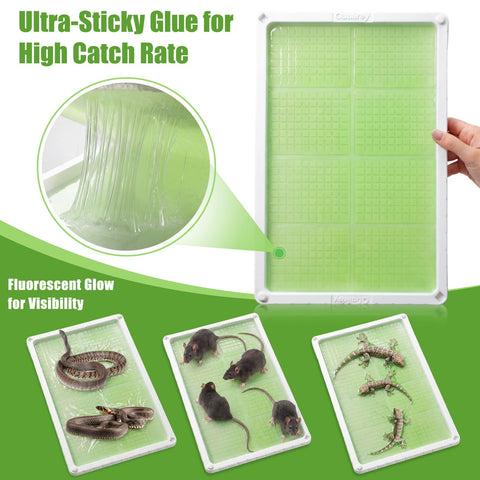 Qualirey trap ready-to-use, no bait required
