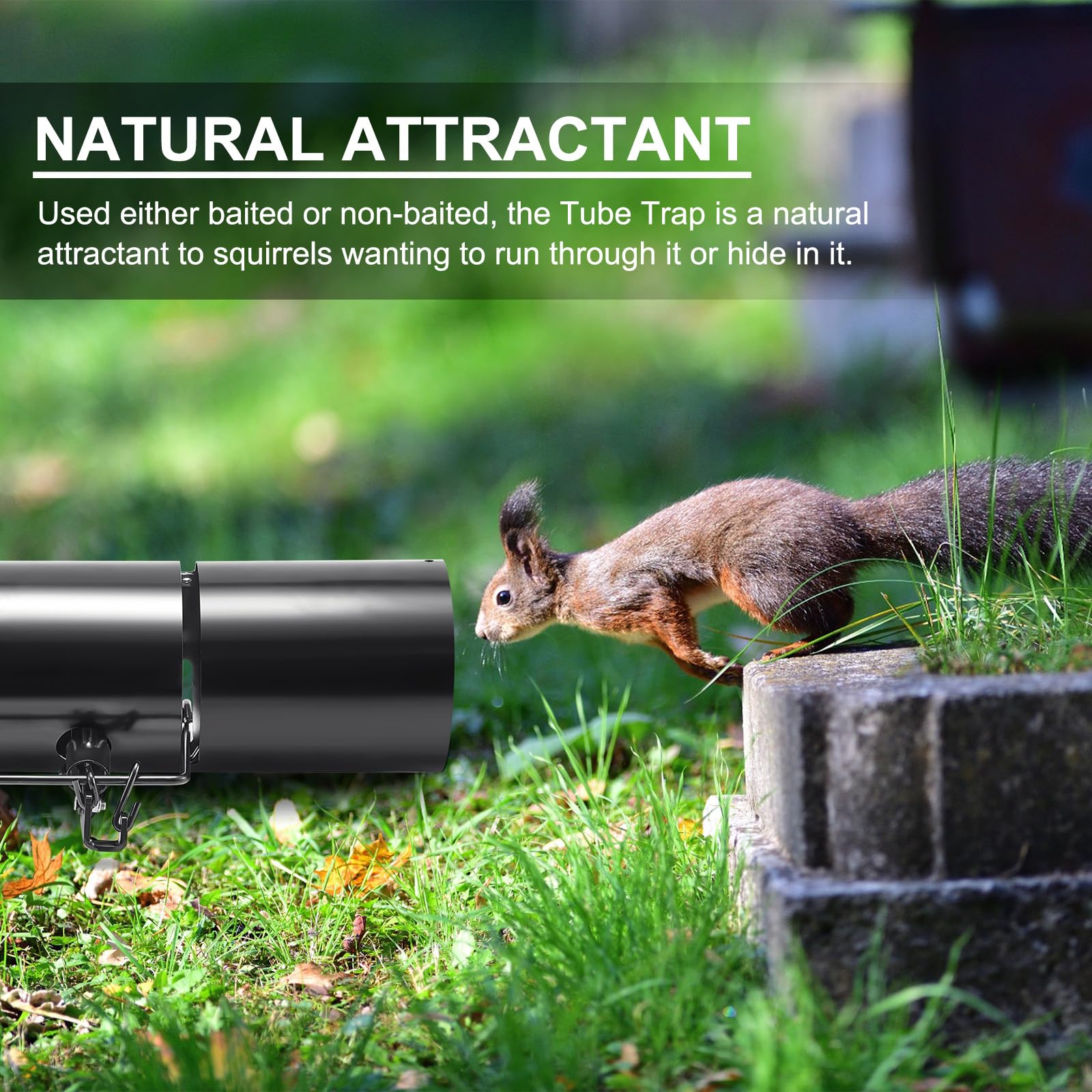 Qualirey ground squirrel trap packaged with one trap and setting tongs for quick start