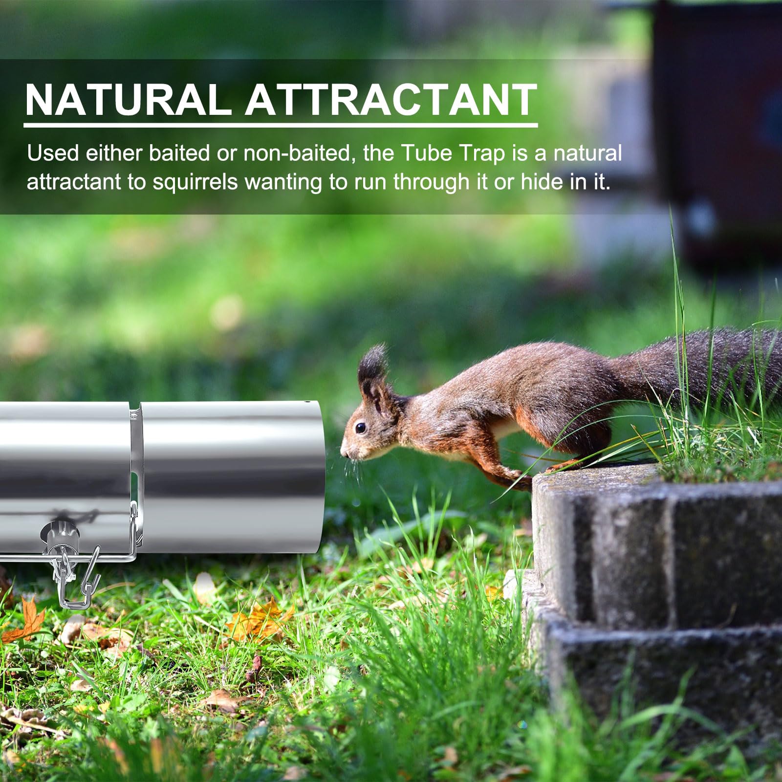 Qualirey squirrel trap rust-resistant stainless steel for durability