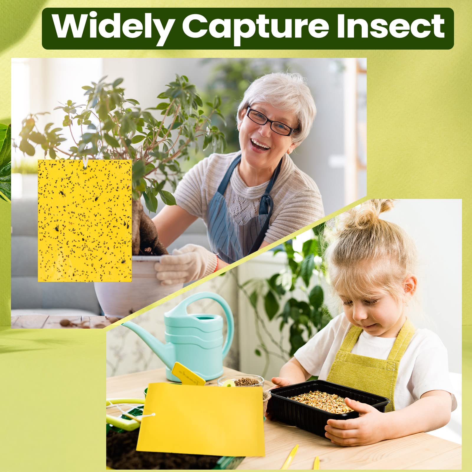 Qualirey sticky traps on plant leaves acting as pest catchers.