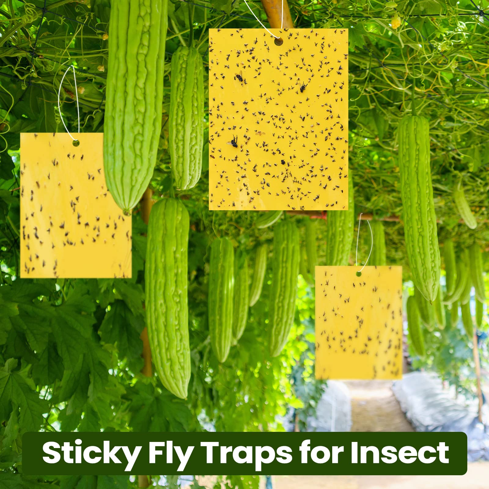 Qualirey twist ties attach traps to trees and planters.