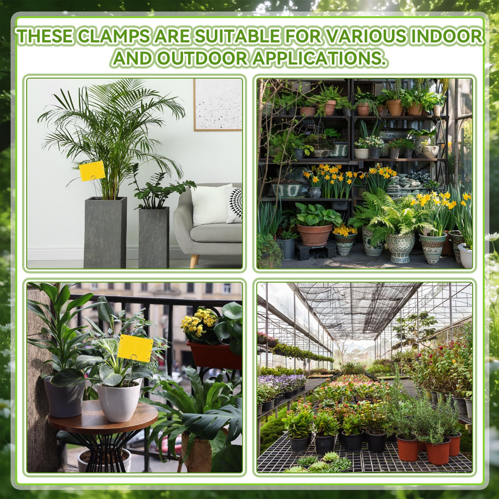 Qualirey yellow traps visible in sun attract pests while remaining durable outdoors.