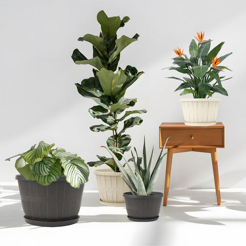 Quarut 10in planter with saucer catching overflow water