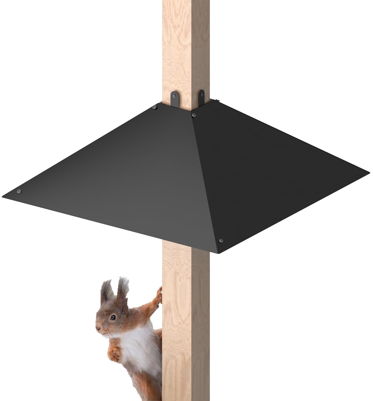 Queension metal squirrel baffle mounted on a 4x4 post protects feeders from nighttime foragers.