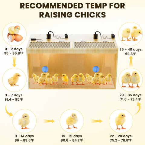 QVVCOOP spacious chick brooder space for 12-15 newborns