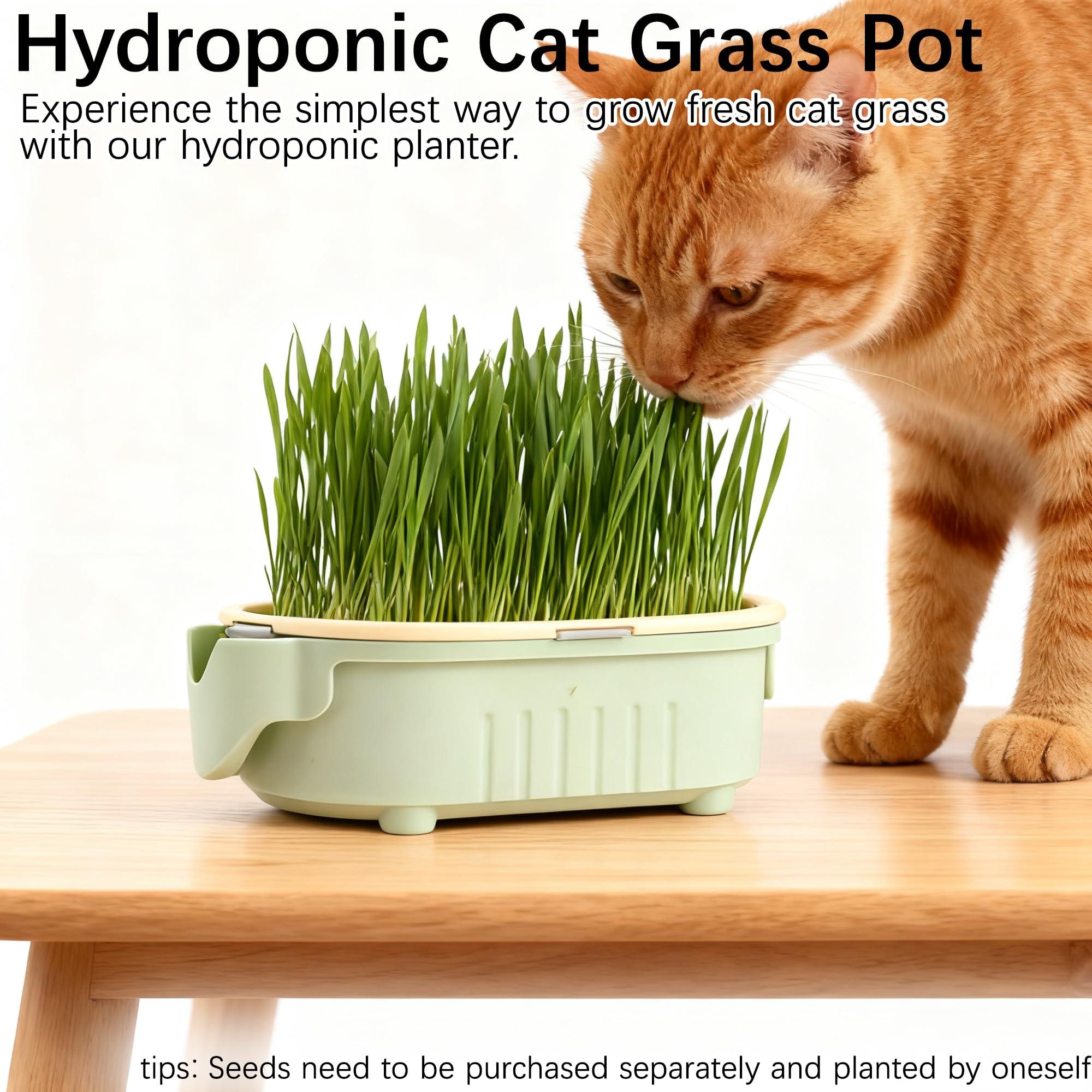 QZAVIRE germination tray with cat grass sprouts for soil-free growth