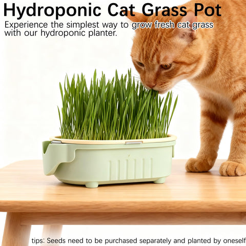 QZAVIRE germination tray with cat grass sprouts for soil-free growth