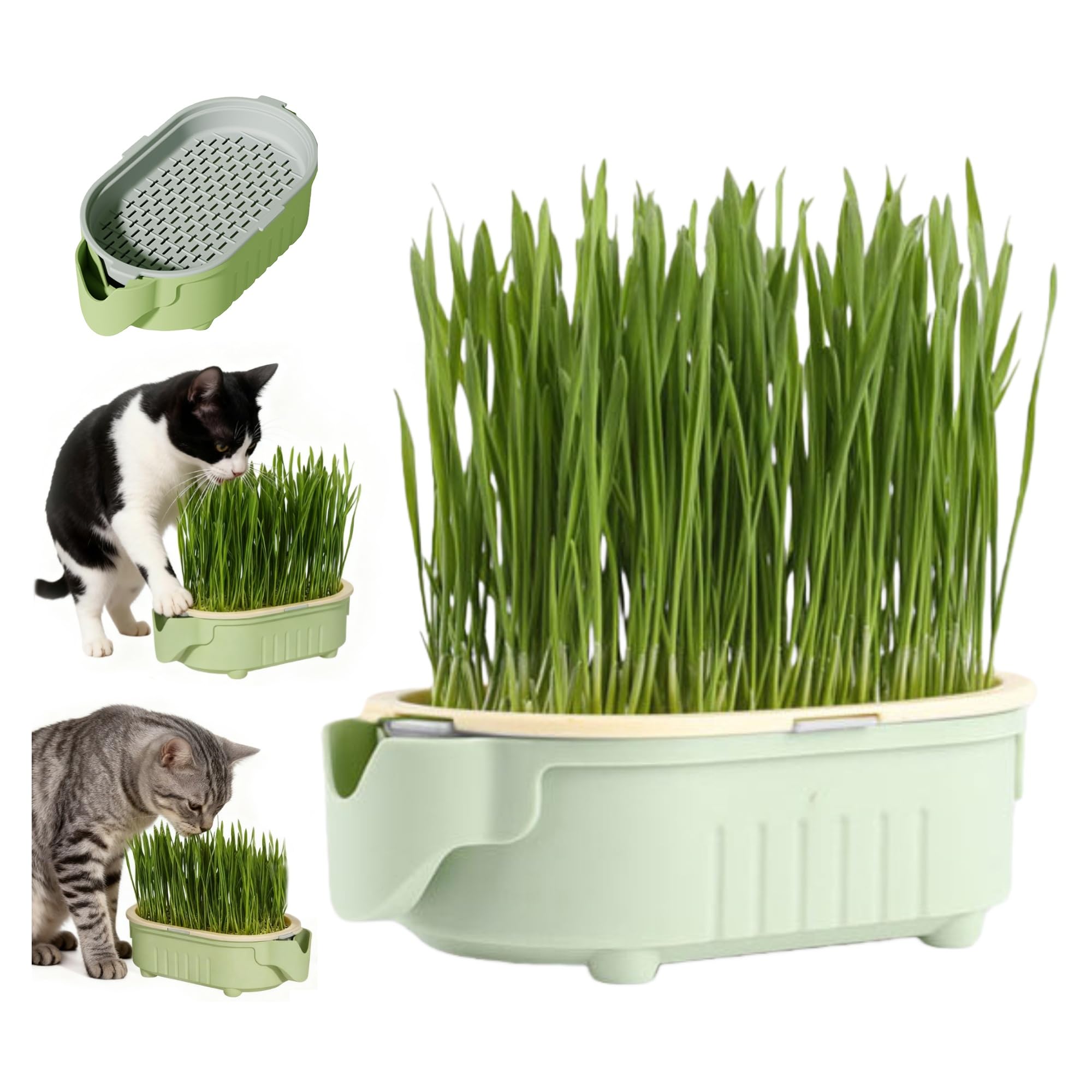 QZAVIRE hydroponic cat grass growing kit on a window sill for easy indoors