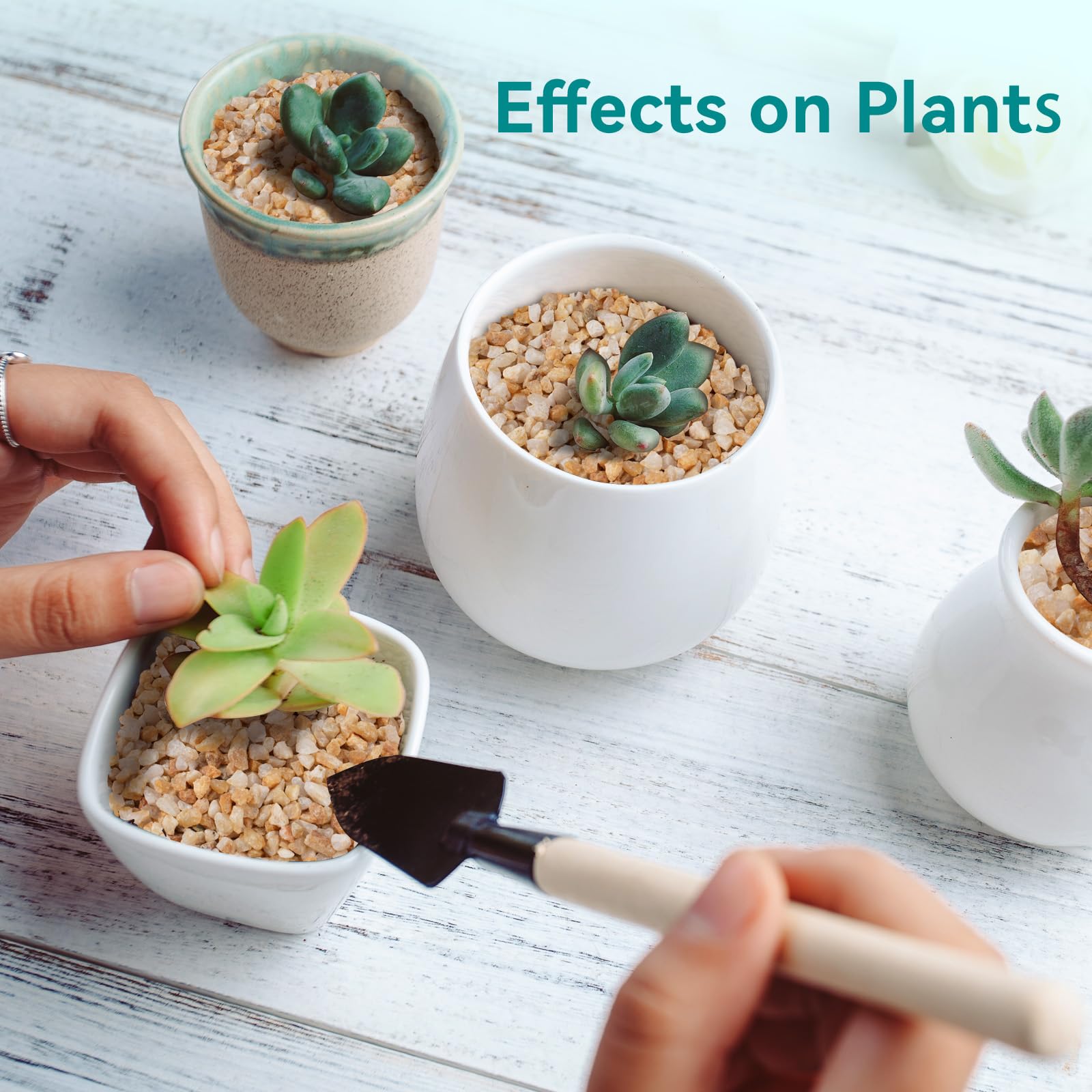 Rahato coarse sand drainage in pots protects roots and reduces soil compaction.