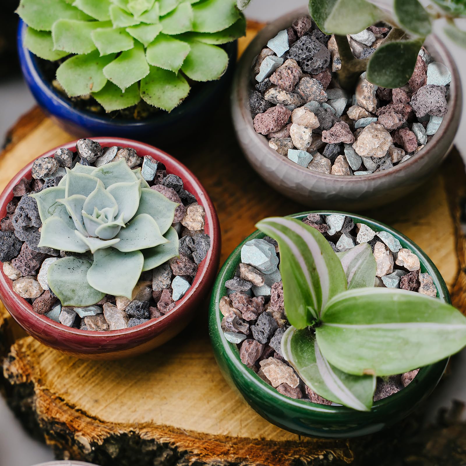 Rahato lava rocks suitable for terrariums and decorative displays