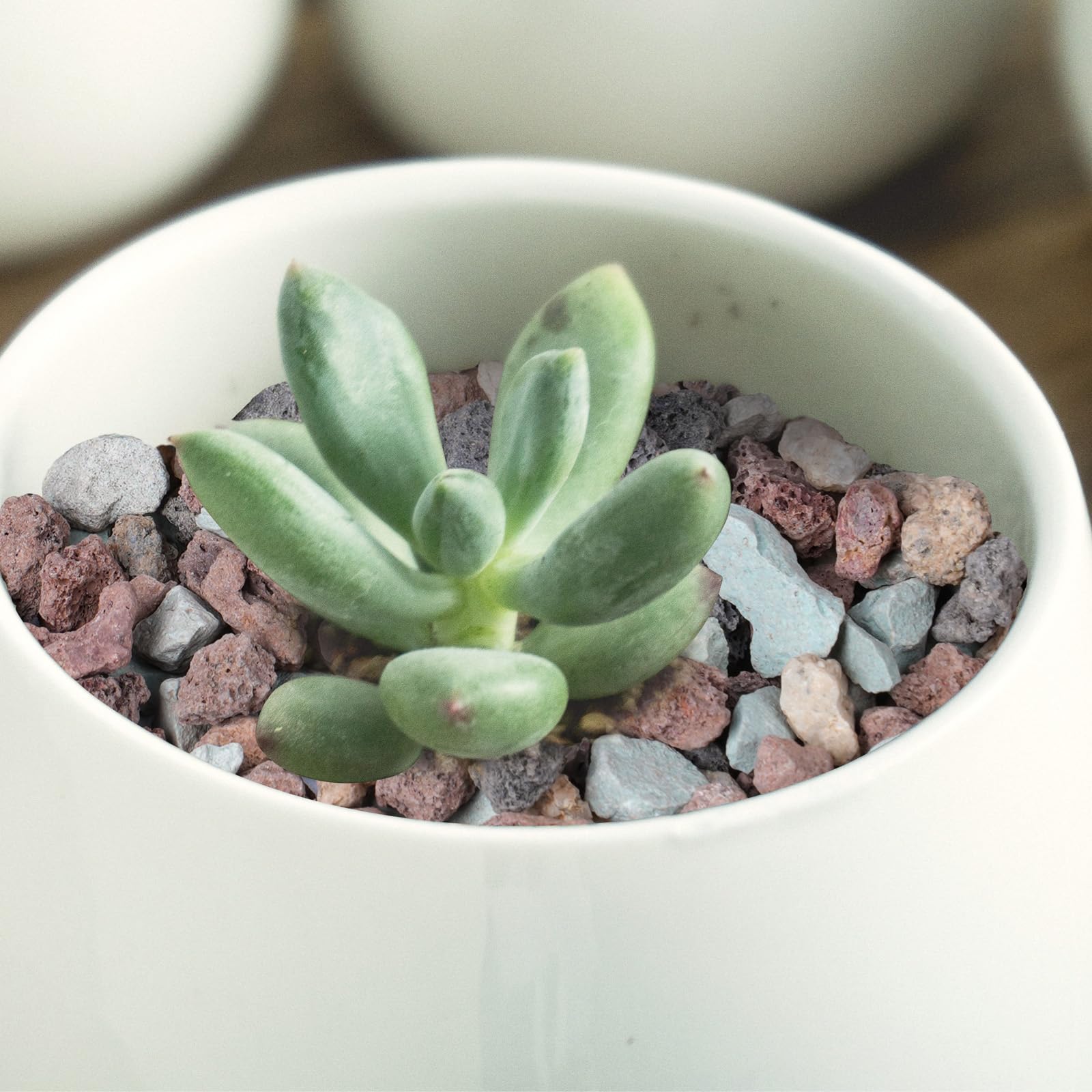 Rahato lava rocks top dressing adds color and texture to planters