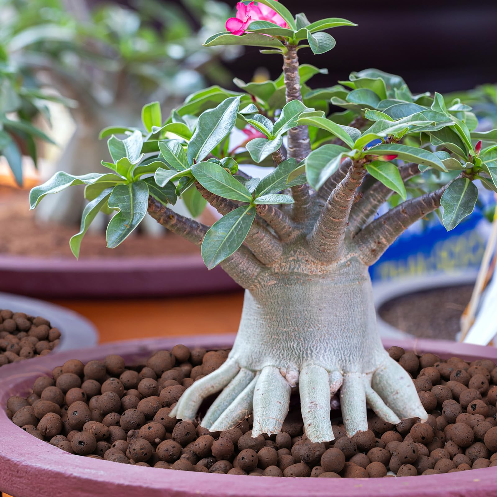 Rahato LECA as soil alternative for potting and root support