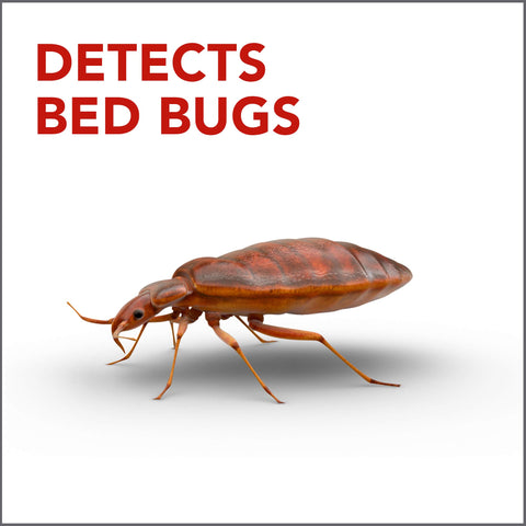 Raid bed bug detector for indoor use in sleeping areas helps early detection.