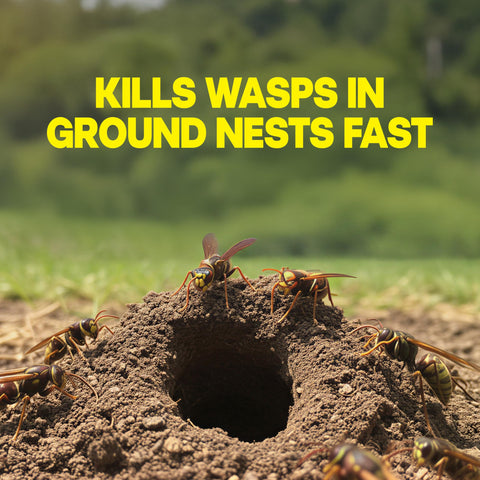 Raid dust being applied to a ground wasp nest entrance for quick knockdown.