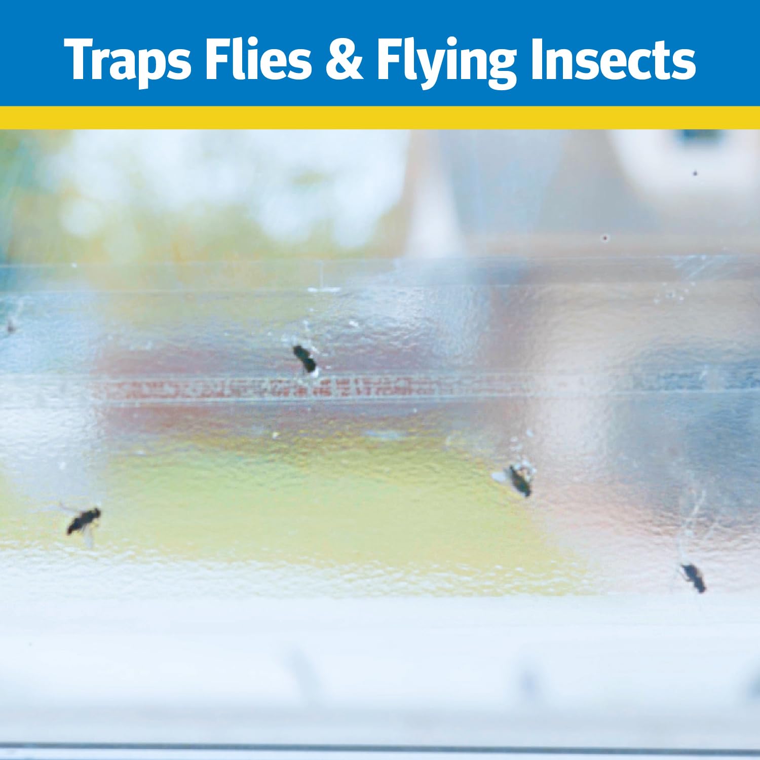 Raid Window Fly Trap on glass, nearly invisible