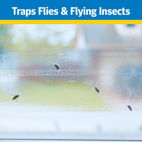 Raid Window Fly Trap on glass, nearly invisible