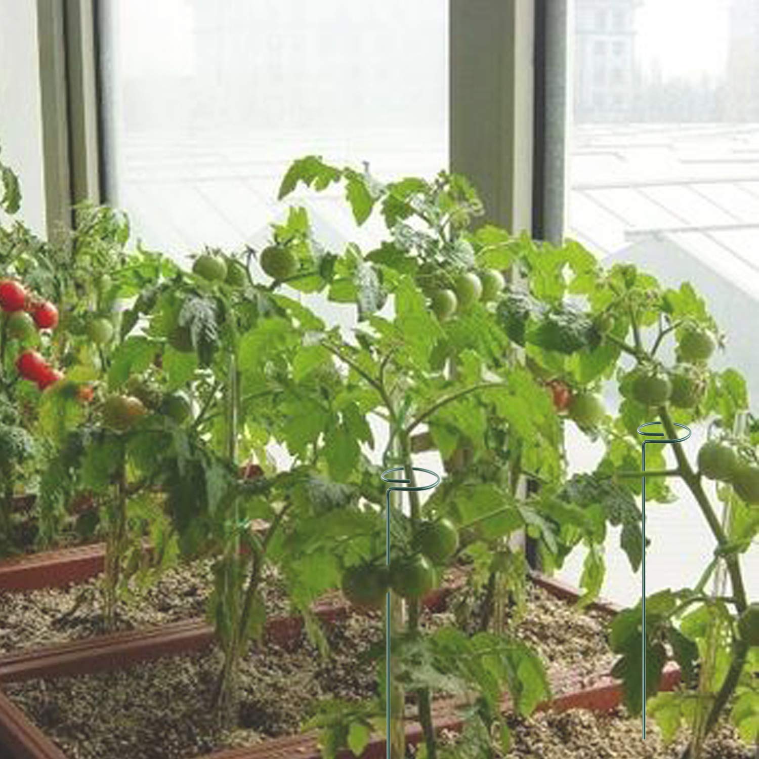 RAIKEDR flower-tomato-stem-support helps flowers and vegetables grow straight.