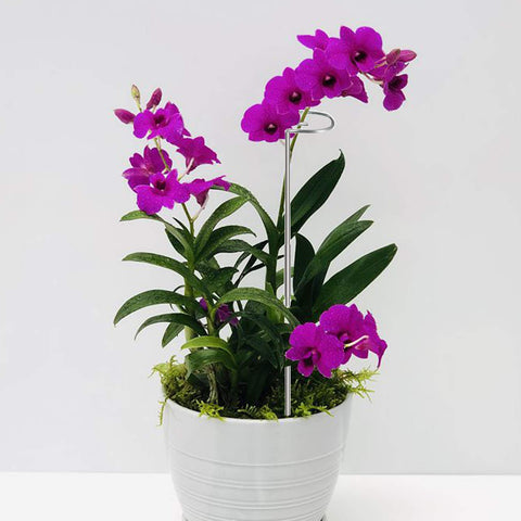 RAIKEDR single-stem plant support ring keeps stems upright and neat