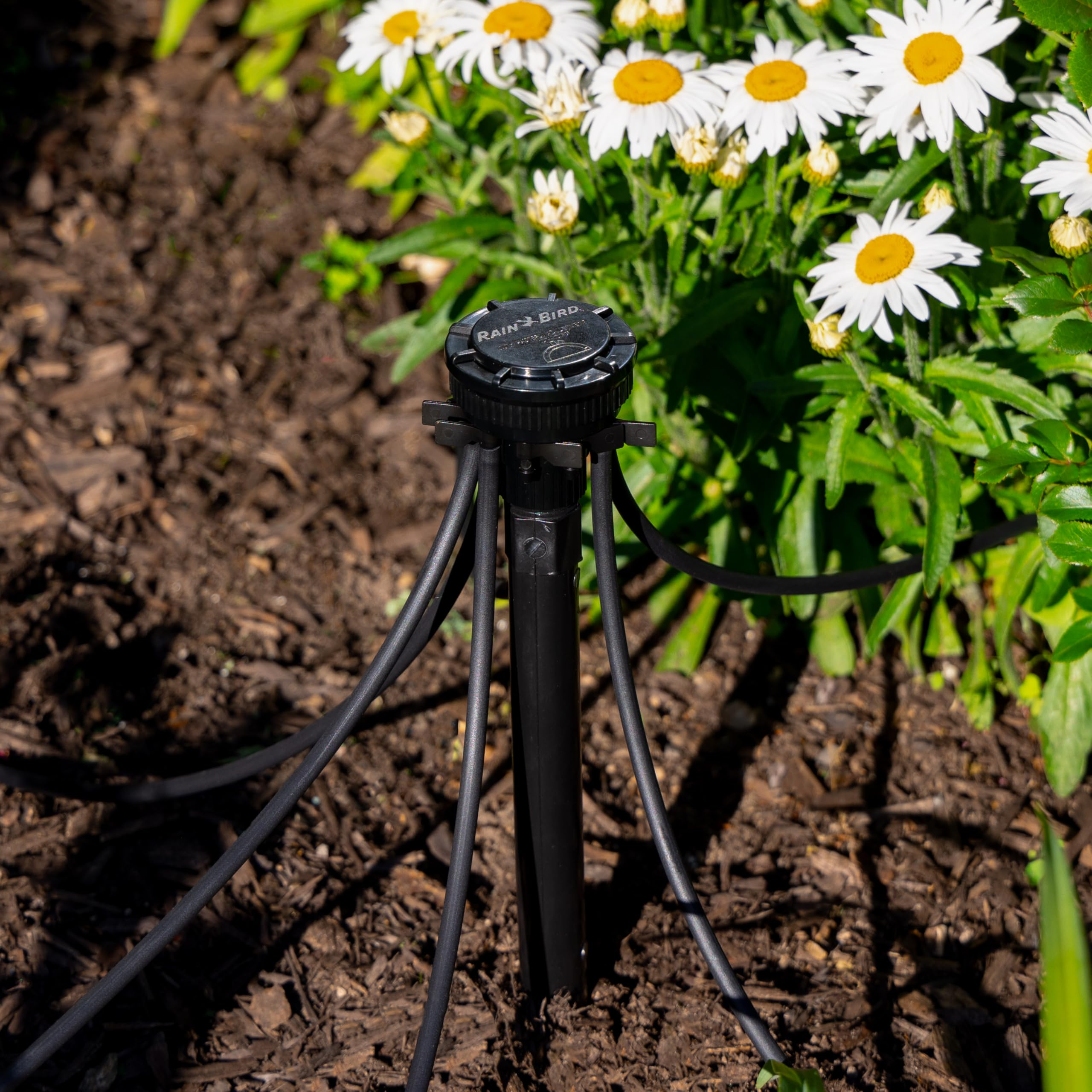 Rain Bird 1/2-inch FPT inlet ready for riser connection.
