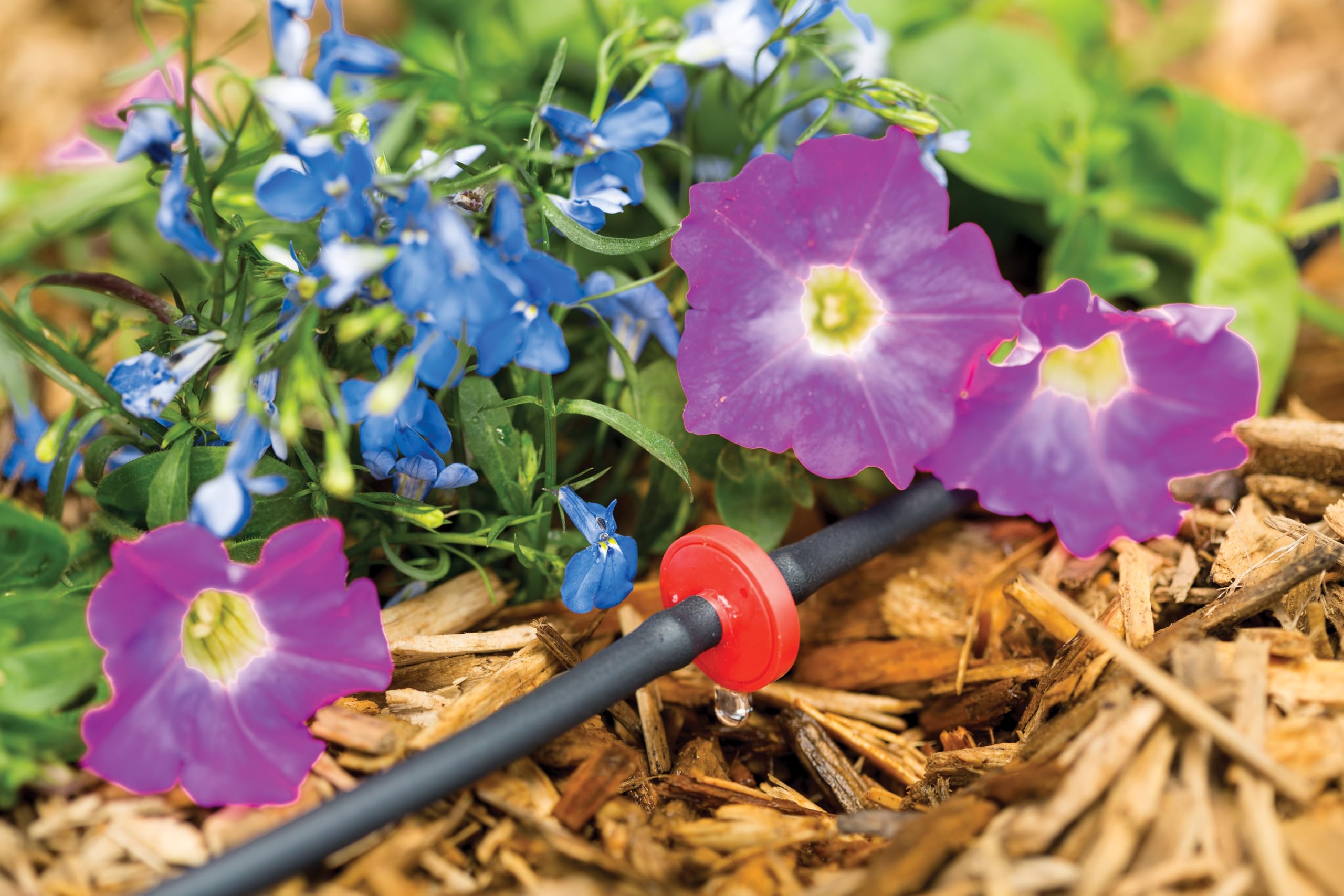Rain Bird ILD0510PKXS root-zone watering supports efficient plant hydration.