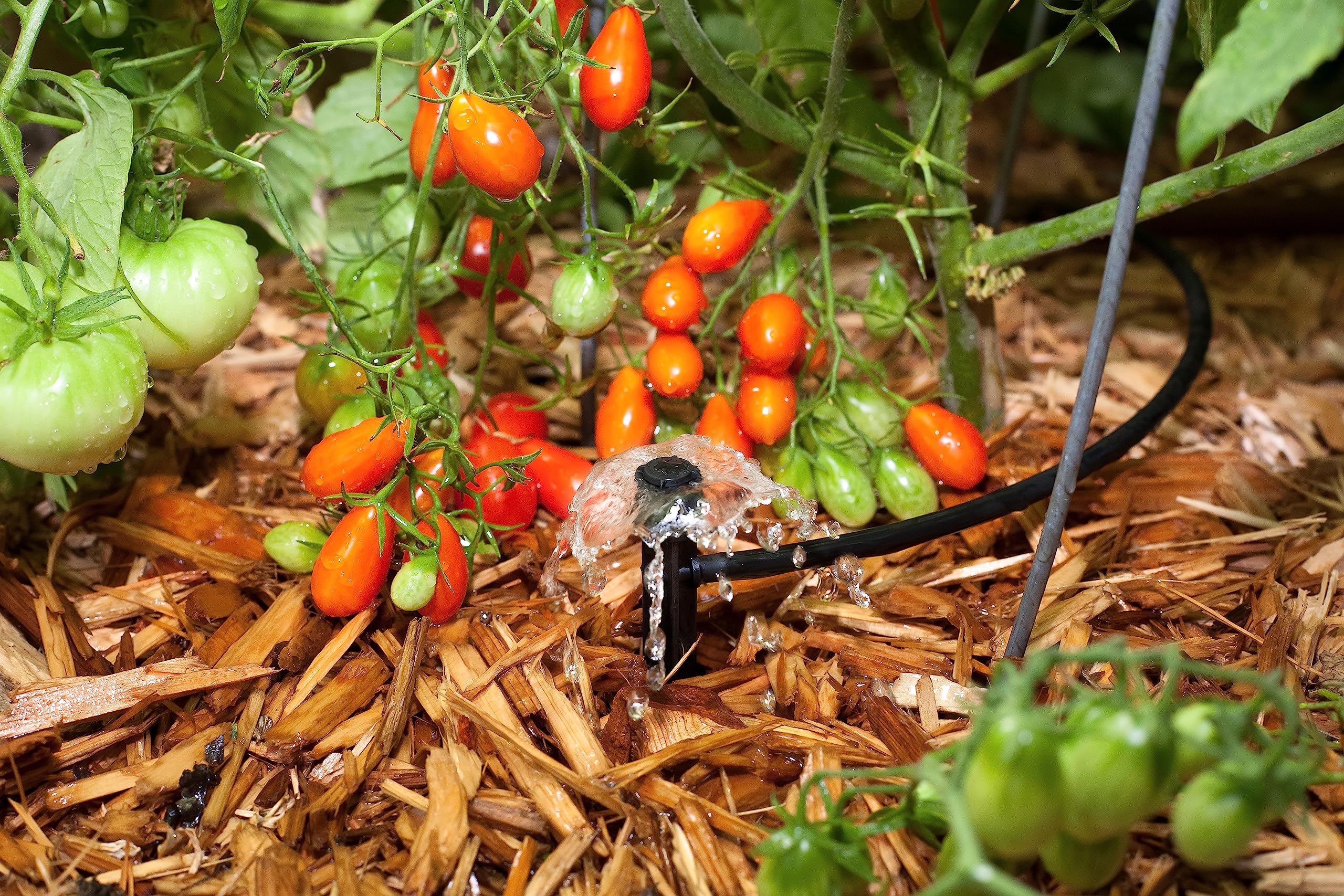 Rain Bird MUF-SPK4S four-pack bubblers ready for landscape watering