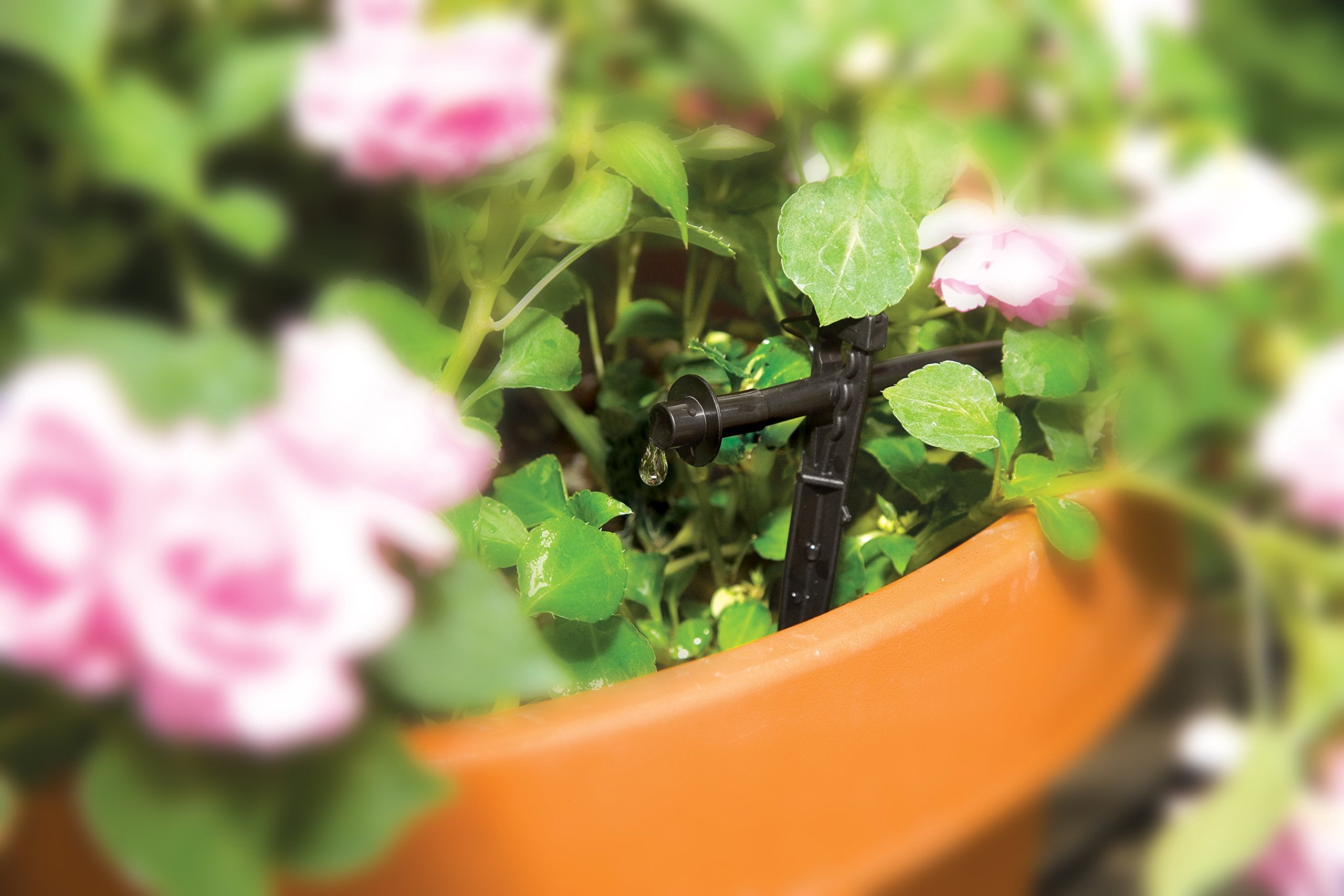 Rain Bird PATIOKIT 2-0 GPH emitter installed for robust watering.