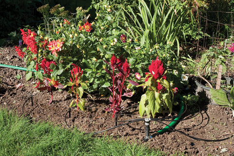 Rain Bird drip distribution tubing 50ft delivers consistent lines to beds.
