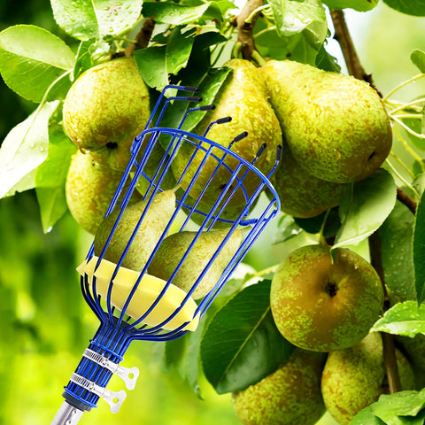 RAIN SPIRIT multi-fruit harvest tool suitable for oranges, mangoes, and apples.