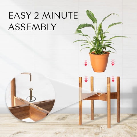 Rainbleland acacia stand height options provide flexible display choices.