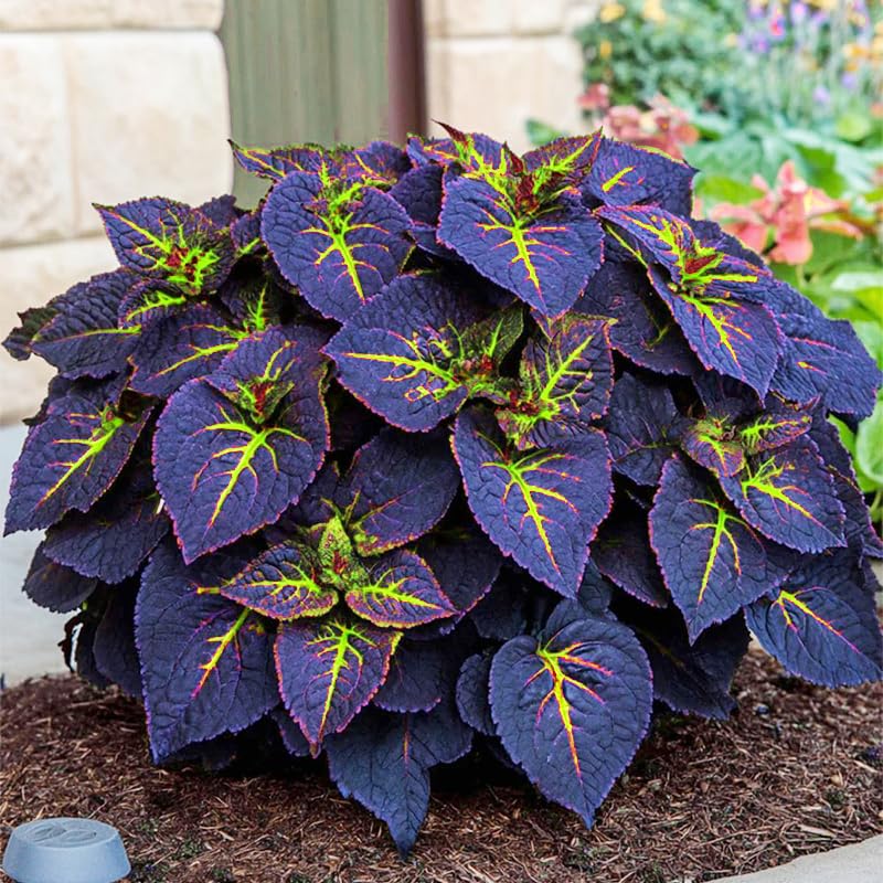 Rainbow Coleus growing along a garden border demonstrating zone adaptability.