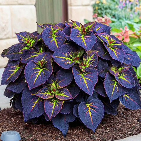 Rainbow Coleus growing along a garden border demonstrating zone adaptability.