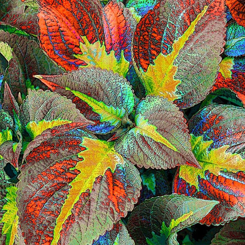 Rainbow Coleus leaves close-up displaying multicolor foliage for borders.