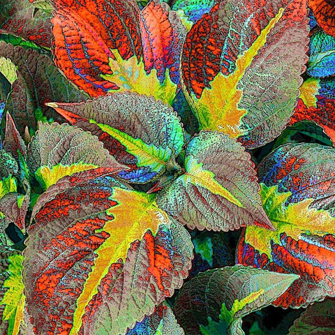 Rainbow Coleus leaves close-up displaying multicolor foliage for borders.