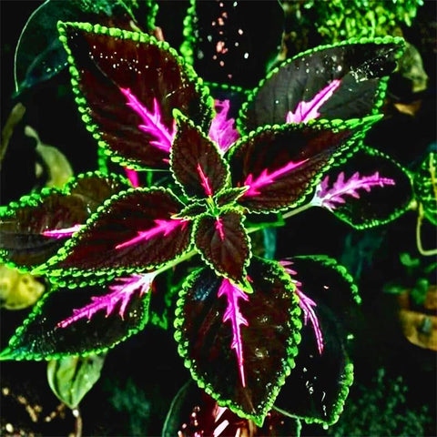 Rainbow Coleus plants thriving in pots on a sunny patio for container color.