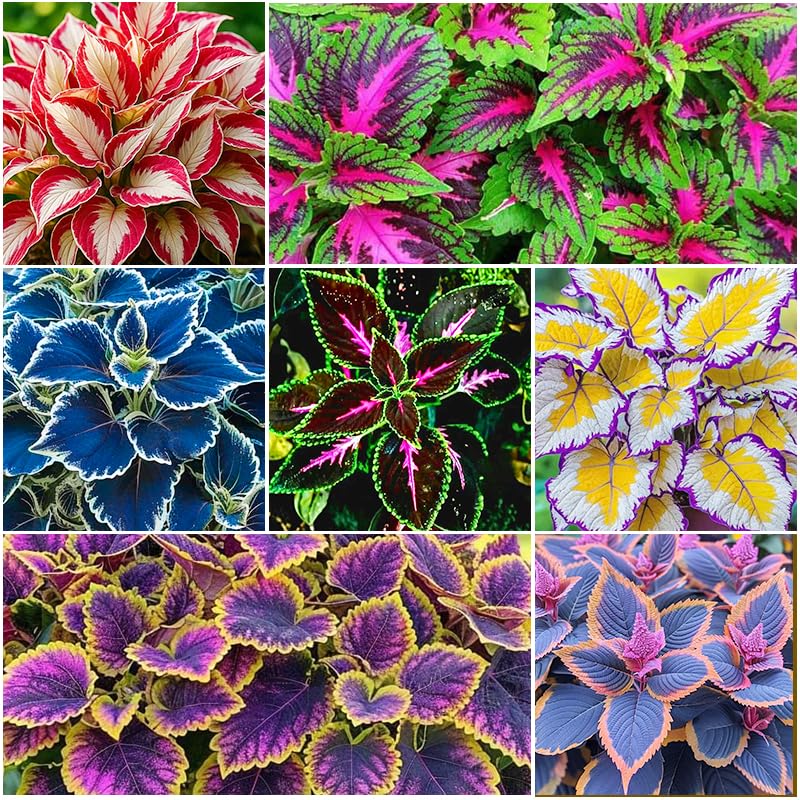 Rainbow Coleus Seeds mixed pack in a seed packet for vibrant garden color.