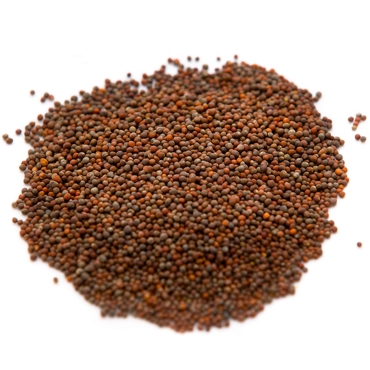 Rainbow Heirloom broccoli microgreens seeds for nutrient-rich home harvests