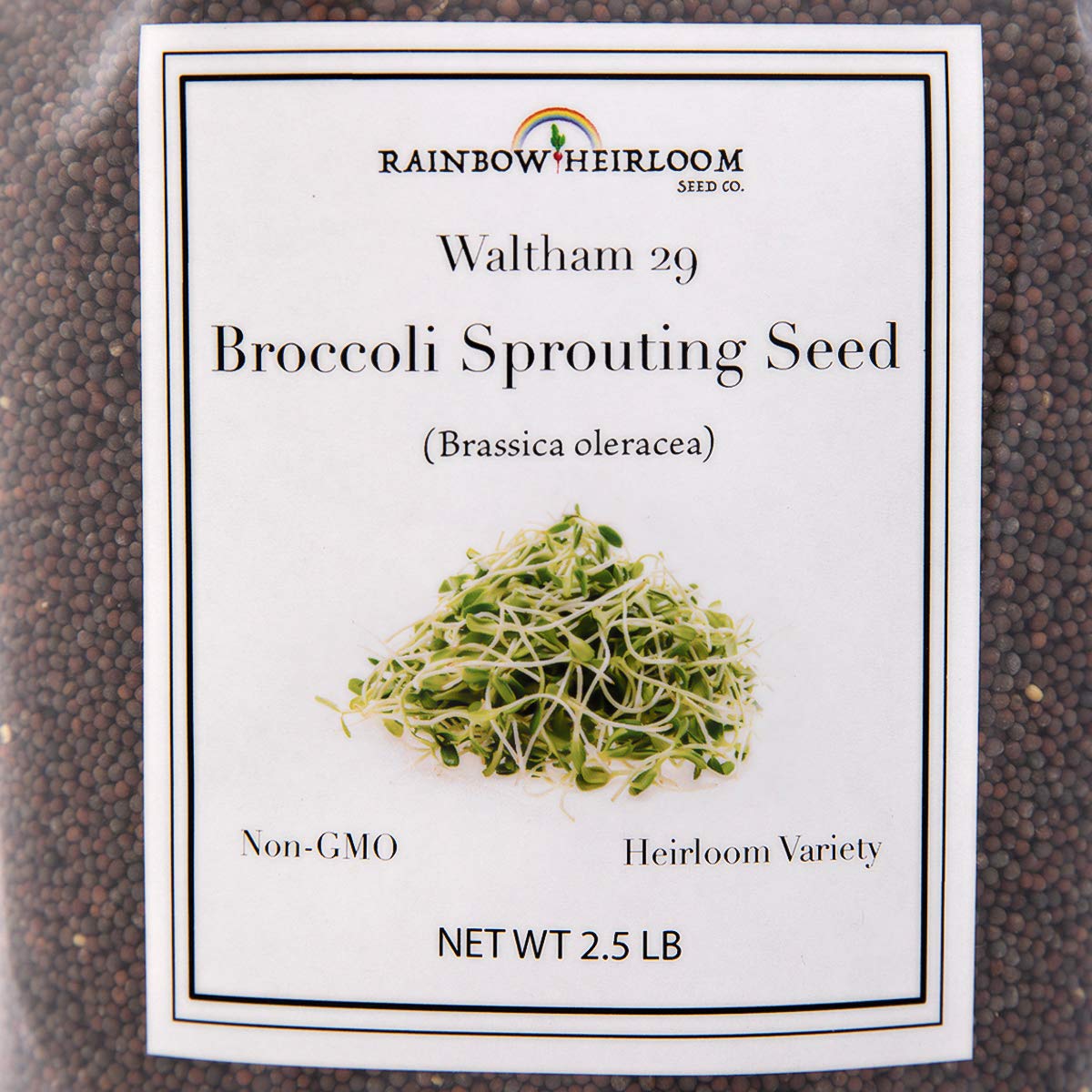 Rainbow Heirloom broccoli sprouts seeds in a sprout jar for easy countertop greens