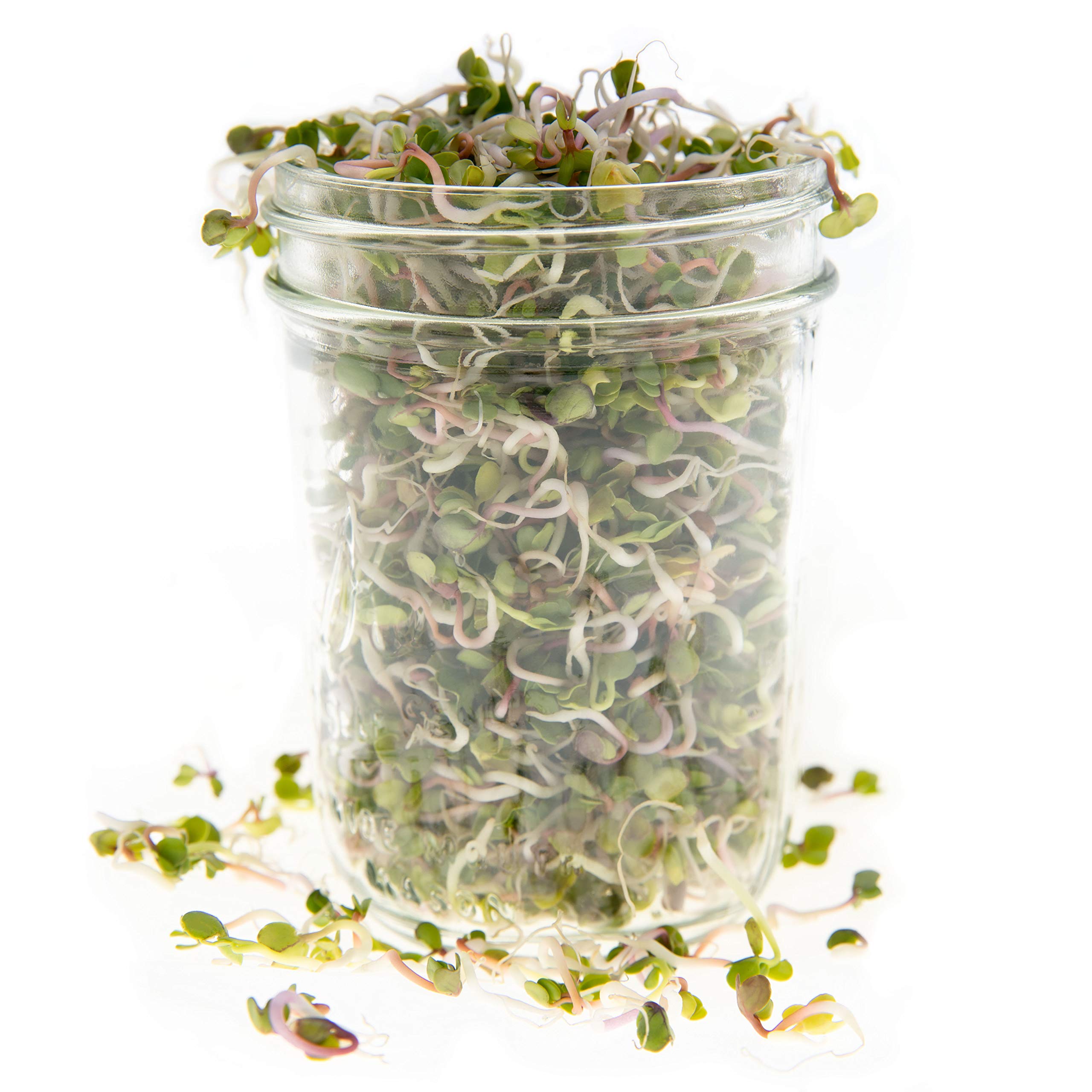 Rainbow Heirloom Seed Co. easy-to-grow sprouting mix for trays