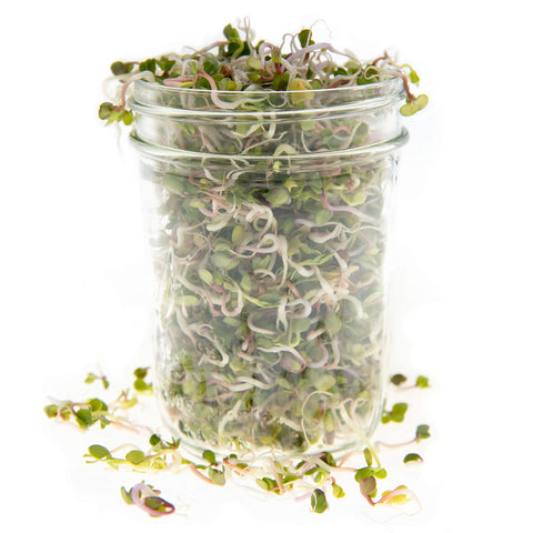 Rainbow Heirloom Seed Co. easy-to-grow sprouting mix for trays
