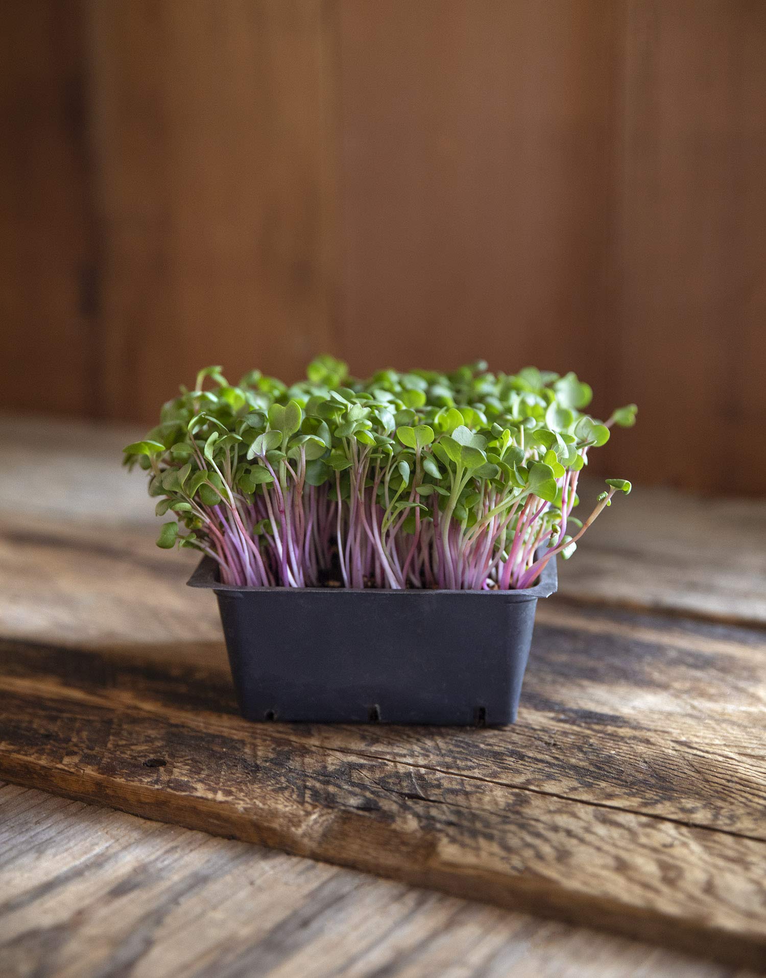 Rainbow Heirloom Seed Co. purple triton radish seeds add color