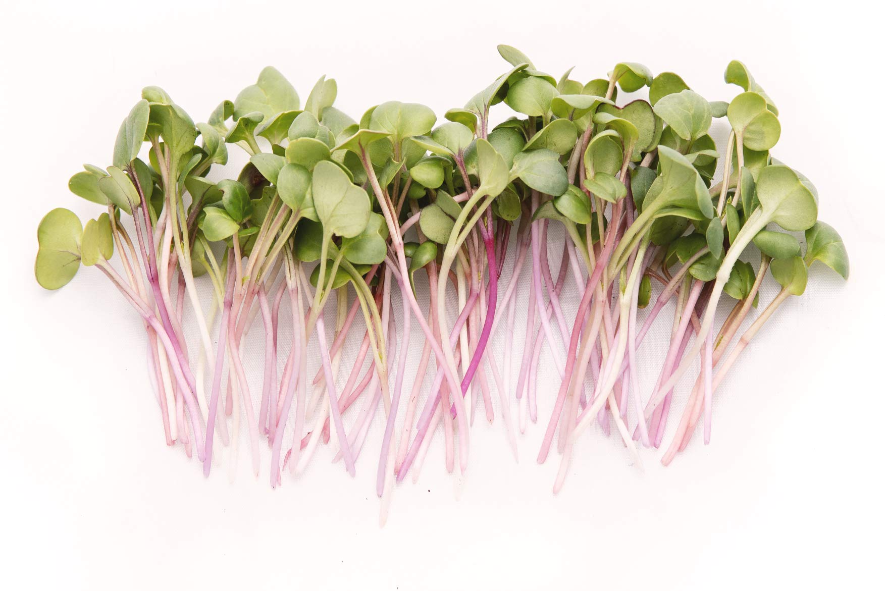 Rainbow Heirloom Seed Co. red arrow radish seeds for spicy sprouts