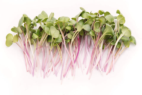 Rainbow Heirloom Seed Co. red arrow radish seeds for spicy sprouts
