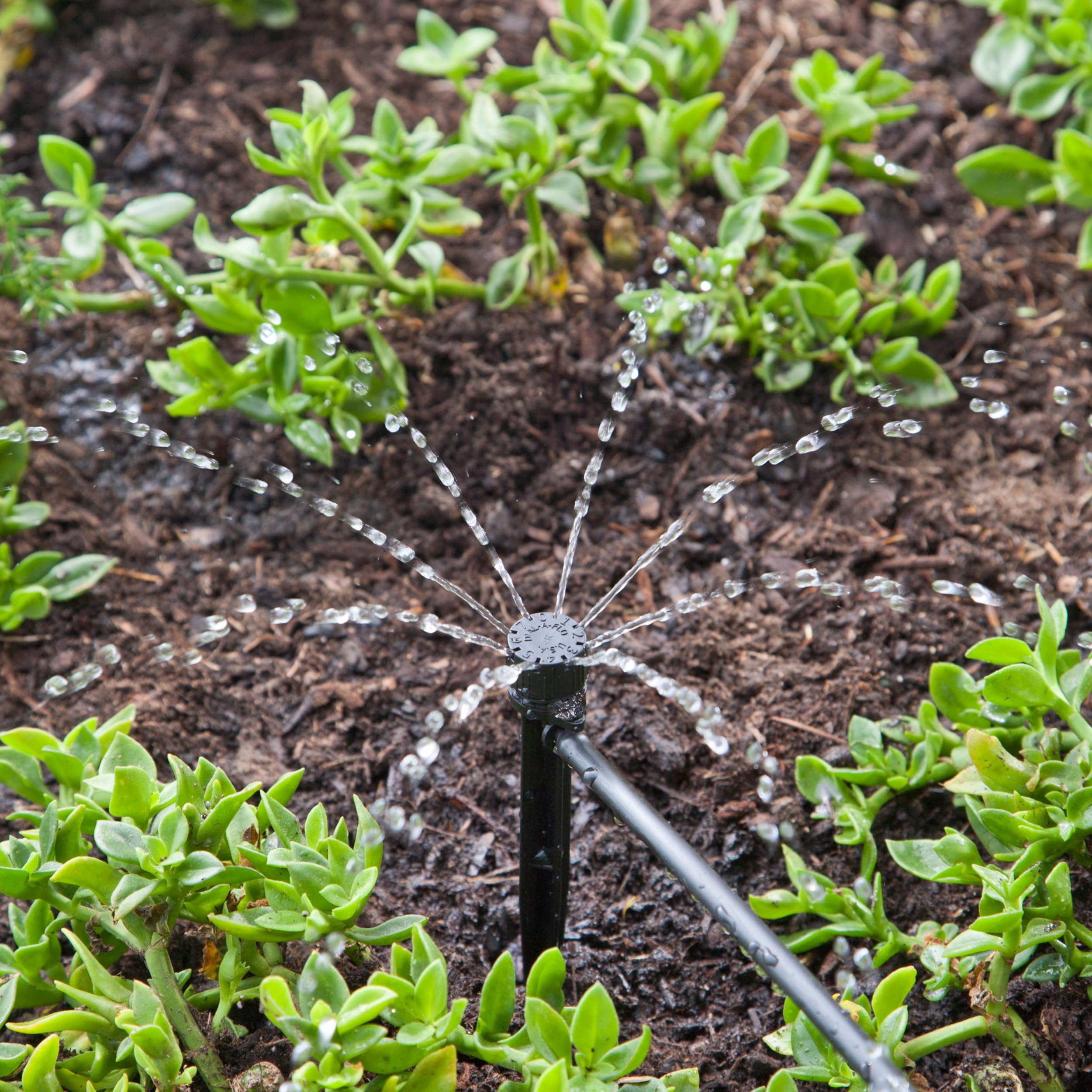 Raindrip 156005B easy drip irrigation system setup in a garden.