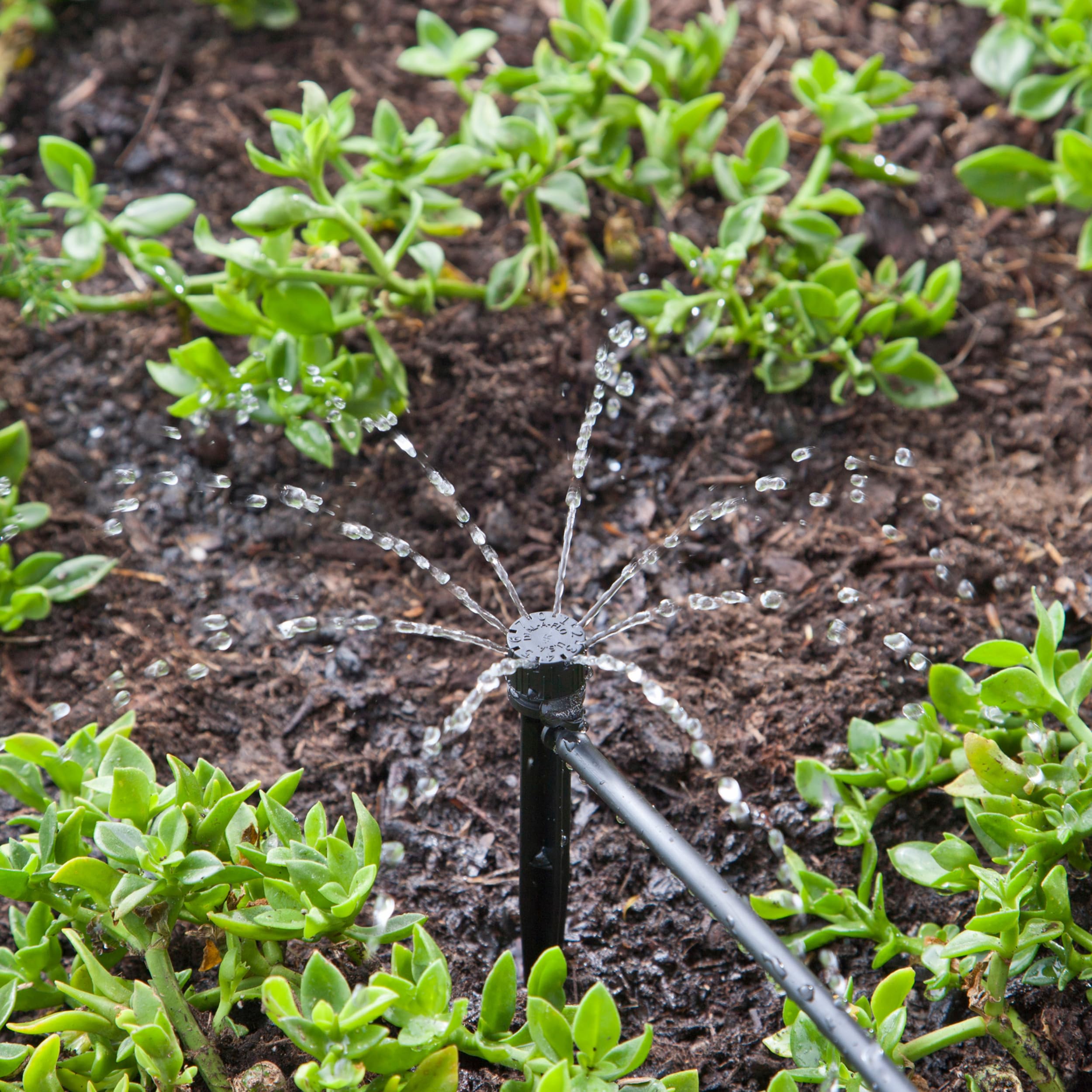 Raindrip 156005B watering groundcovers and shrubs evenly.