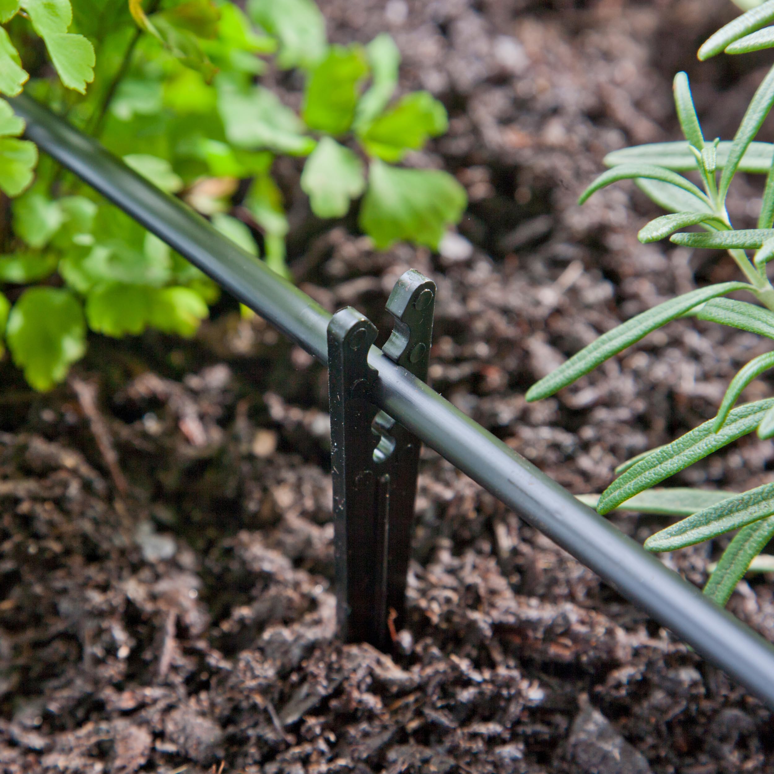 Raindrip stake helps secure tubing in drip irrigation setups for easy adjustments.