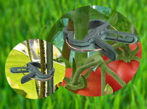 Ram-Pro rapid-release design securing a grape vine to a fence